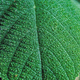 Illustration for article titled If You Touch This Plant It Will Make You Vomit In Pure Agony